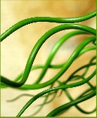 Ситник развесистый  «Spiralis»      Juncus effuscus Spiralis