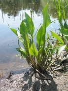 Частуха подорожниковая        Alisma plantago-aquatica